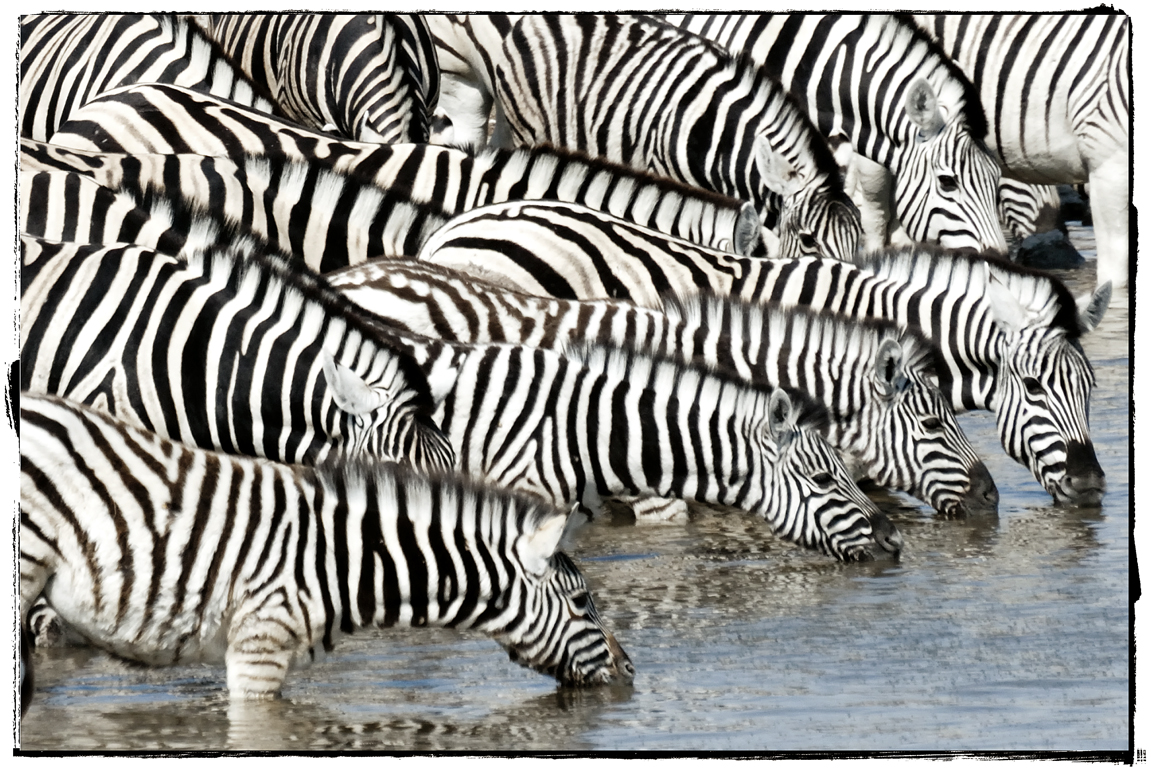 ZEBRE NAMIBIE 77.jpg